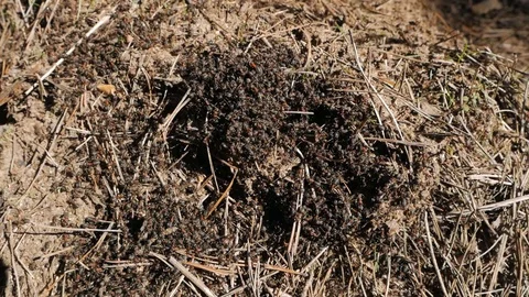 Anthill with red wood ants in spring close up. Stock Footage 130077349