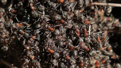 Anthill with red wood ants in spring close up. macro Stock Footage 132028166