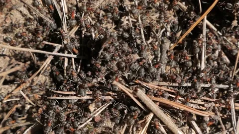 Anthill with red wood ants in spring close up. macro Stock Footage 132028221