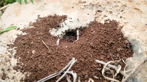 Anthill In The Rock Stock Footage 237433961