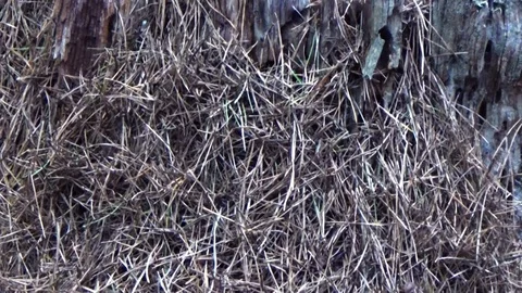 Anthill on the rotten tree Stock Footage 85860118