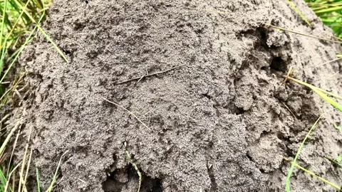 Anthill with running brown ants Stock Footage 265779972