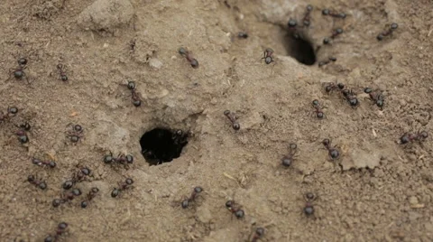 Anthill in the soil Stock Footage 61963354