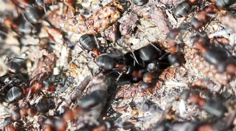 Anthill Spring Stock Footage 38243245