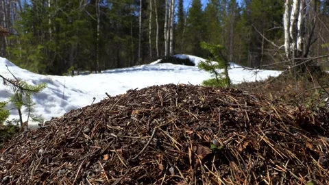 Anthill in spring Stock Footage 275732670