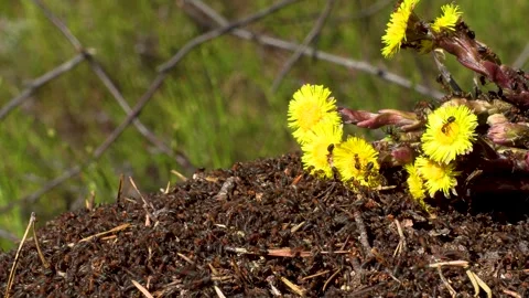Anthill in spring Stock Footage 275732701