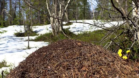 Anthill in spring Stock Footage 275732883
