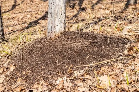 An anthill in the spring forest, ants work as a team Stock Photos