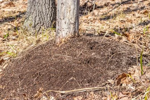 An anthill in the spring forest, ants work as a team Stock Photos