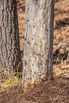 An anthill in the spring forest, ants work as a team Stock Photos