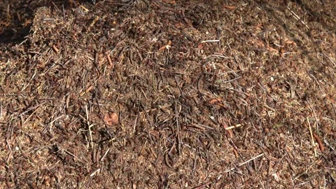 Anthill in the spring forest Stock Footage 253384110