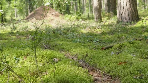 Anthill in spring forest scene Stockbeeldmateriaal 114872698