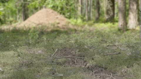 Anthill in spring forest scene Stockbeeldmateriaal 114872915