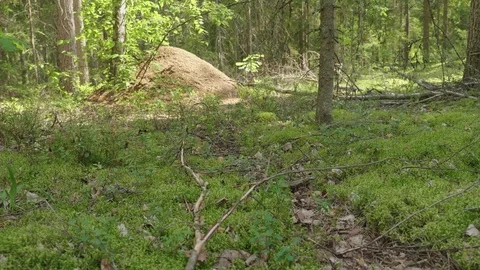 Anthill in spring forest scene Stockbeeldmateriaal 114874213