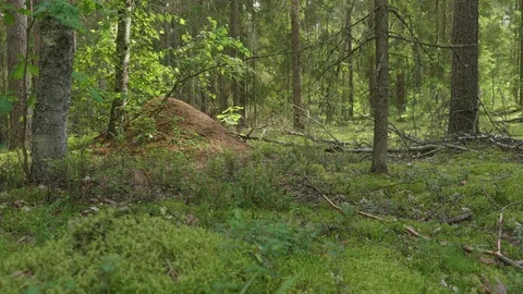 Anthill in spring forest scene Stockbeeldmateriaal 114874241