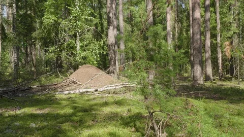 Anthill in spring forest scene Stockbeeldmateriaal 114874440