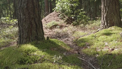 Anthill in spring forest scene Stockbeeldmateriaal 114874456