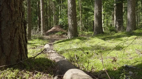 Anthill in spring forest scene Stockbeeldmateriaal 114874521
