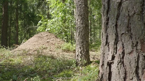 Anthill in spring forest scene Stockbeeldmateriaal 114874578