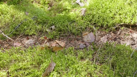 Anthill in spring forest scene 스톡 동영상 114874722