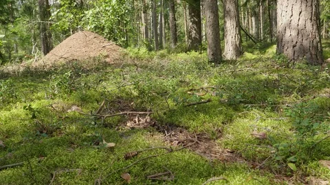 Anthill in spring forest scene Stockbeeldmateriaal 114874904