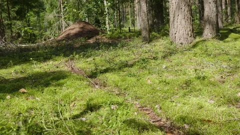 Anthill in spring forest scene Stockbeeldmateriaal 114874941