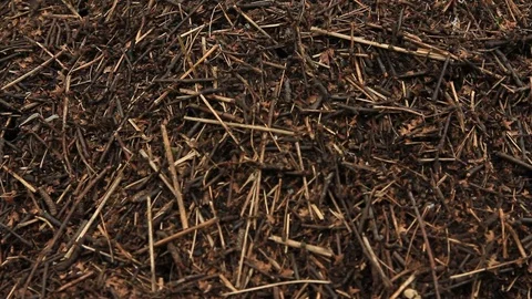 Anthill in a summer forest Stock Footage 78065858