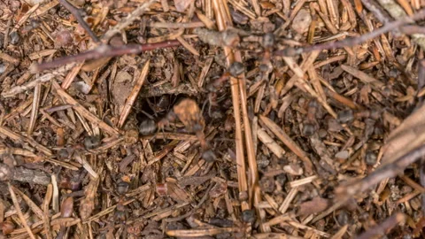 Anthill in the summer forest. Time lapse. Stock Footage 112777087