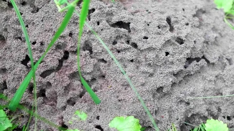 Anthill in a summer green forest. Stock Footage 312568960