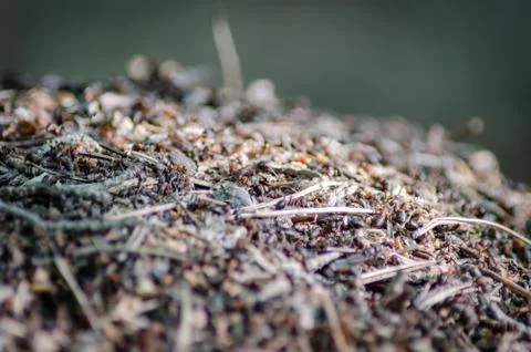 Anthill in the summer Russian forest Stock Photos