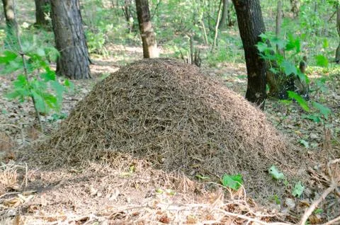 Anthill in the summer Russian forest Stock Photos