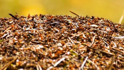 Anthill on a sunny day Stock Footage 114049761