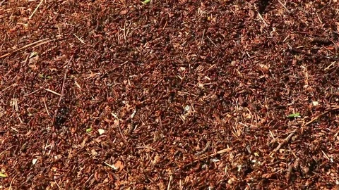 Anthill surface and working ants top view close up Stock Footage 71815237