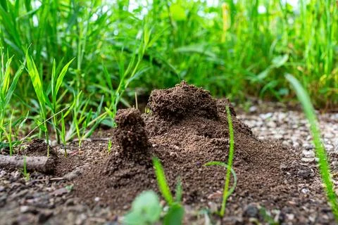 Anthill surrounded by lush green grass and small plants, showcasing intrica.. Stock Photos