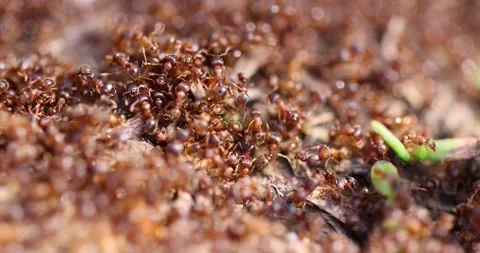 The anthill is teeming with ants, super macro. Stock Footage 249824919