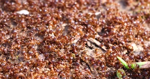 The anthill is teeming with ants, super macro. Stock Footage 250508982