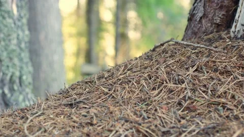 Anthill timelapse 4k. Ants work in an anthill .Close-up of the anthill. Stock Footage 194731625