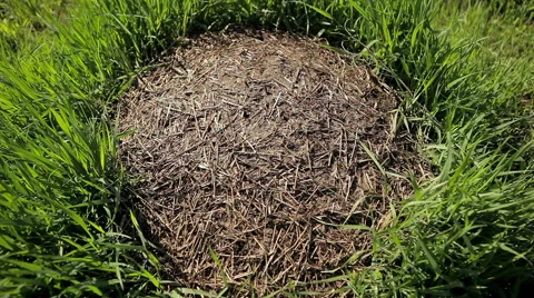 Anthill top Stock Footage 50398866