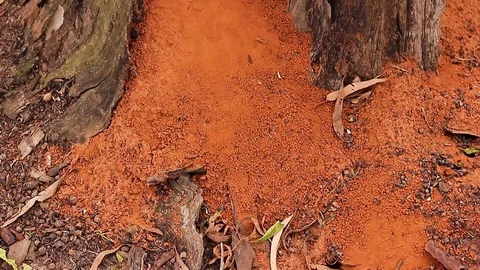 Anthill in a tree log (Tilt) Stock Footage 70759751