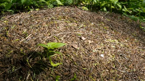 AntHill on Tree Trunk - closeup ants colony Stock Footage 63400147