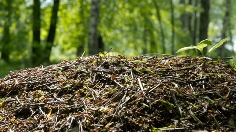 AntHill on Tree Trunk - closeup ants colony Stock Footage 63401671