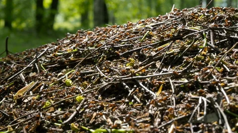 AntHill on Tree Trunk - closeup ants colony Stock Footage 63403502