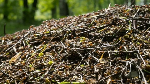 AntHill on Tree Trunk - closeup ants colony Stock Footage 63404850