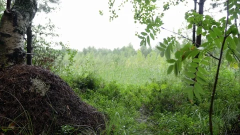 Anthill under the branch in forest glade. Slider closeup shot Stock Footage 92508341