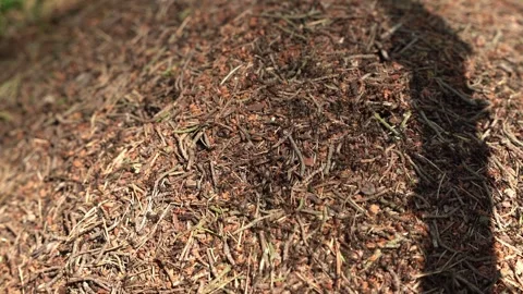 Anthill under the shadow of an approaching threat Stock Footage 313673750