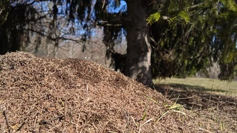 An anthill under a spruce tree in the forest Video stock 330639522