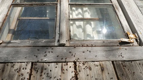 Anthill under the window of an abandoned rustic house Video stock 113798885