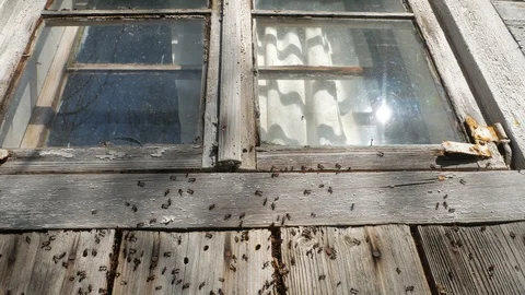 Anthill under the window of an abandoned village house Stock-Footage 113188768