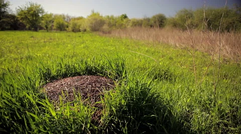 Anthill in the wild Stock Footage 50398333