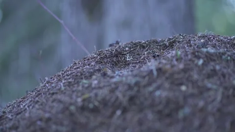 Anthill in winter on forest floor Stock Footage 323969950